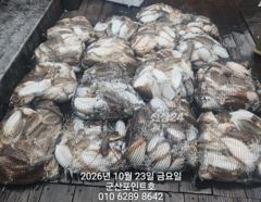 10.23 [군산 포인트호]연일 100갑장원 망탱이~