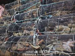 [진해] 문어] 일요일 주간(오전7시출항) 예약가능~ 자리여유 고고!!~ 사진