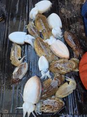 10월23일영목항"섬스타호"아고팔이야ㅡㅡ++