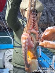 24일, 군산 문어,문어,문어 ~연일 계속되는 문어낚시~실시간~매일출조~군산낚시프라자 스마트호