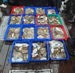 24일 마검포 만선호 갑오징어 조황입니다. 사진