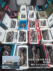 24일, 가을 먼침선,어초~개우럭~날이면 날마다 굿굿~ 연이은 대박 쿨러 굿굿조황~군산낚시프라자 하이원호 사진