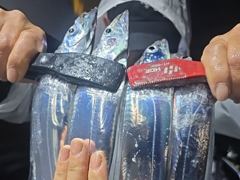 와우~24일새벽,내만칼치3지4지 용가리 엄청나게 씨알대박~토,일,월욜예약가능~ 사진