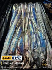 24일 입항 1인당 한치100 여수 왕갈치 만쿨들 수욜부터 계속날씨구