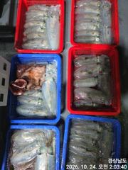 [거제] (무늬오징어)전투팁런 찍찍 먹물파티 매일~고잉메리호(26일예약)