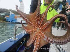"돌문어"또 2400g1500g1400g1300g1200g1200g외 중. 대물들 마릿수조황~^^ 사진