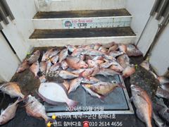 25일 먼바다 참돔 다녀왔네요[26일 갑오징어 모집] => 군산 참바다호