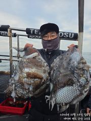 ★★ 10 / 25 [군산 대일피싱] 고수호 갑오징어 대박조황~! 이번주 평일 자리있습니다.