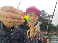 [군산] 10/25. 군산. 대한낚시. 갑오징어. 조황