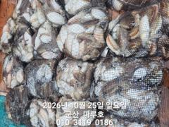 10월 25일 군산 마루호 갑오징어 조황입니다