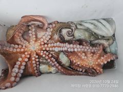 "여밭돌문어" 2.4kg1.5kg1.4kg1.3kg1.2kg1.22kg외 중. 대물들 마릿수조황~^^