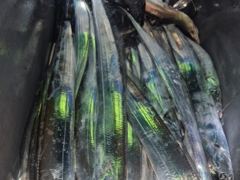 내만갈치 씨알좋은 대치들 들어왔을때 달료~GOGO~~
