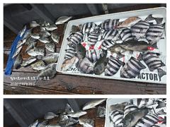[거제] 어초ㆍ여밭감성돔 4짜이하 마릿수~~외 뺀찌 씨알굿~~