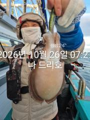 26일, 군산 갑오징어~싸이즈도 굿~많이 나오네요~연속되는 갑오징어~망탱이 대박~~내일도 갑니다~군산낚시프라자 나드리호