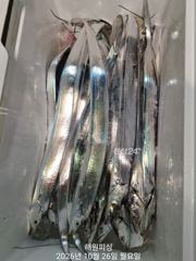 내만갈치 빗속에도 3지 3지반 막나와요 내일 예약가능합니다
