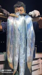 [진해] 준내만갈치 대치 사냥 수요일 예약가능합니다 자리여유많습니다
