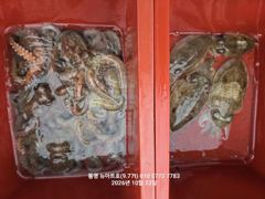 통영 뉴아트호 10/23(금) 섬치기 돌문어 조황 살짝 ~~~