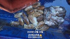 [군산] 군산킹스타호(10/26)갑오징어 마무리(10월계속해서 갑오징어 …