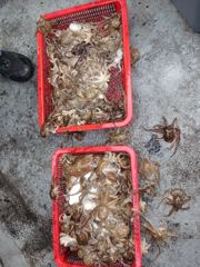 인천 [마린스타 3호] 10월 26일(월) [쭈꾸미] 조황!!!