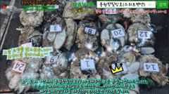 10월25일 홍원항힐링호 쭈갑 조황~!사릿물엔 쭈반갑반이네요 ㅎㅎ장원부터 전원 조과차이가 거의 없네요ㅋ 4kg~5kg오바 사이즈 좋은 애들로 손맛들 보시고 먹물파티 하고왔습니다ㅋㅋ