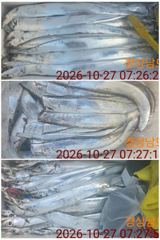 10.26 [사천] ((해림1호)) 내만권 감성돔.조항입니다