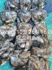 26일, 군산 갑오징어~싸이즈도 굿~많이 나오네요~연속되는 갑오징어~망탱이 대박~~내일도 갑니다~군산낚시프라자 나드리호