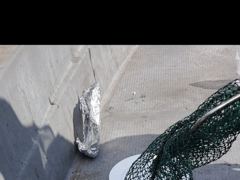 1   [거제] 감성돔(선외기) 마리수 좋고~갑오징어 깔렸습니다~대어선외기(28… 1