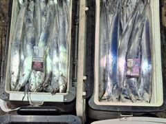 28일,내만갈치,담배갑 사이즈로 강풍에도 많이 잡고,오늘출항(수,목,금~예약가능)