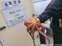 [진해] 문어 초대박 호조황 및 문어라면