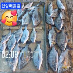 병산 감성돔4짜외 마리수 선상배 &선외기흘림조황