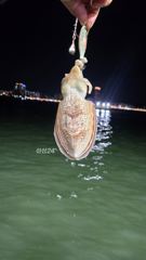 목포신세계피싱 야간갑오징어 출조합니다