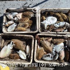 [사천] 씨알 좋은 갑오징어만