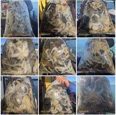 다래호 ❤️대왕쭈꾸미 쫙 ~~ 쫙 달라붙습니다 ❤️내일도 달립니다 ❤️즐낚하러오세요 자리널널 입니다