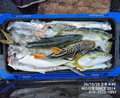 (씨스타호) 28일 던지면 물고 감으면 또 문다! 삼치 천국! 전원 쿨러 만쿨 조기 입항!
