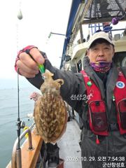 29일, 군산 갑오징어~오늘도 나오네요~실시간~~내일도 갑니다~군산낚시프라자 창성호