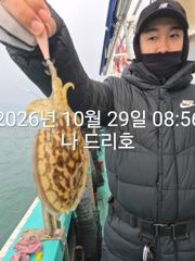 29일, 군산 갑오징어~싸이즈 좋아요~실시간~~내일도 갑니다~군산낚시프라자 나드리호