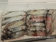[진해] 준내만갈치)텐빈 ~오늘 입항조황 한치까지(오늘 8자리가능)