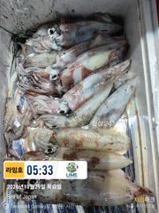 태풍이후 첫 갈치사냥~! 씨알 좋은녀석 얼굴보기 힘드네~ 어제보다 더 나은 내일을 위해 달려 봅니다