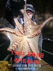 현재 키로급들 대물돌문어 쭉쭉 뽑고 있습니다. 11/2일 …