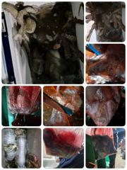 (목금토일GO)돌문어 어제밤까지!! 조황