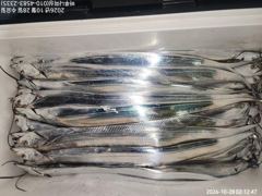 [진해] 내만갈치.사이즈 좋고ㅡ마리수 되고ㅡ