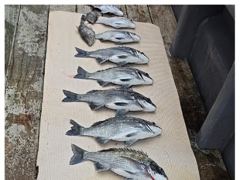어초ㆍ여밭감성돔 어초ㆍ여밭감성돔 5짜급4짜4짜4짜4짜4짜4짜4짜4짜들외~~