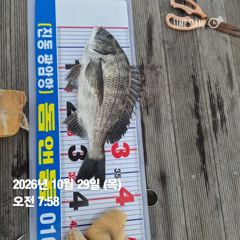 [마산] 돔앤돔호 오늘 조황입니다.38.38.32..마릿수