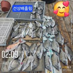 [고성] 병산 감성돔준수한씨알 마리수 선상배 &선외기흘림조황~~ 사진