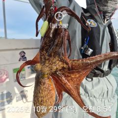 [사천] 암초 포인트 문어 낚시