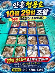 10월29일 안흥청용호 14분 갑오징어 조황입니다