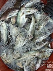 [통영] 유촌 신일레져_감성돔 조황입니다