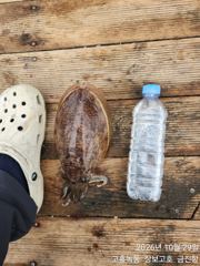 고흥장보고호 선상낚시 조황