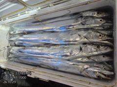 [[제주 뉴그린호(1호) 10월 29일 야간갈치 조황]]
