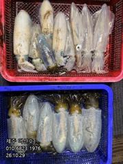 "제주 어신호" 10월 29일 무늬팁런조황